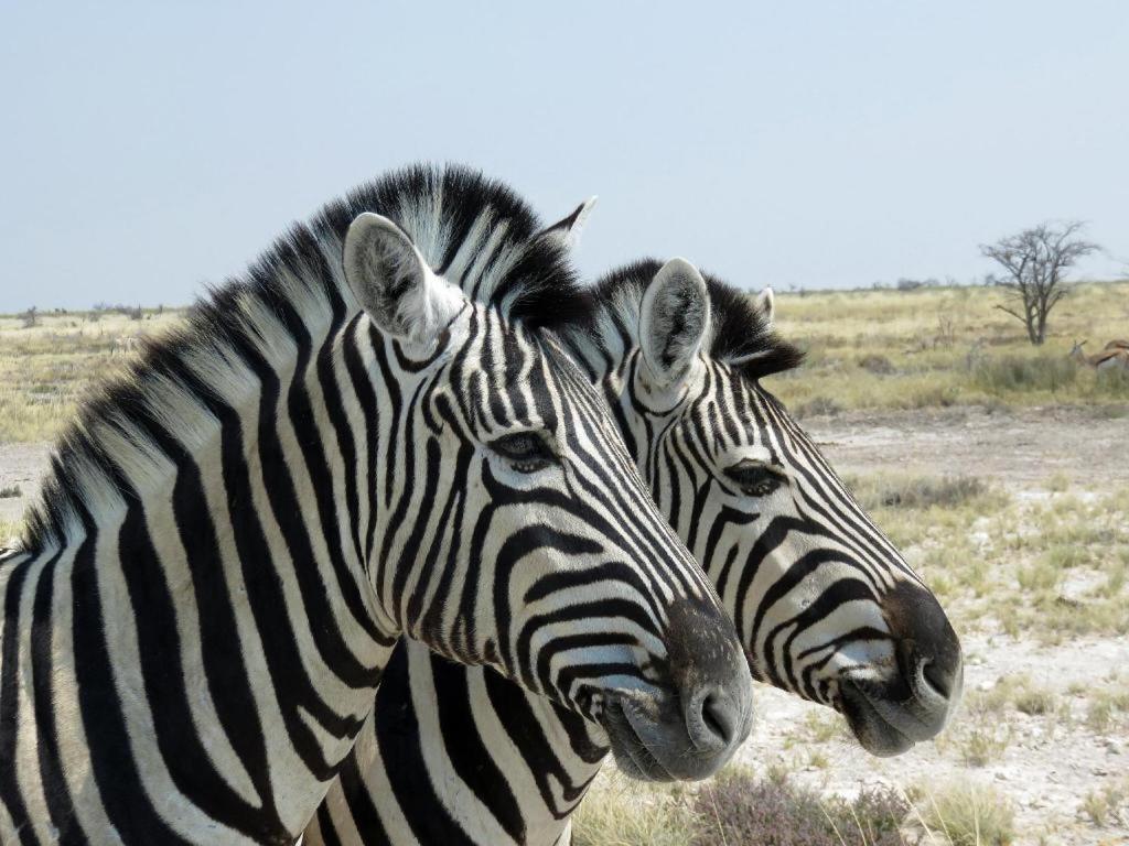 Etosha Safari Camp, Etosha National Park, Namibia Hotel Okaukuejo Eksteriør billede