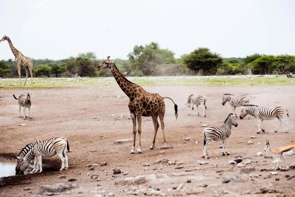 Etosha Safari Camp, Etosha National Park, Namibia Hotel Okaukuejo Eksteriør billede
